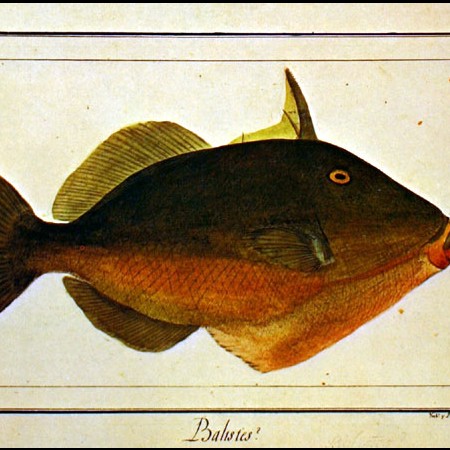 Pesce balestra (Balistes sp.)