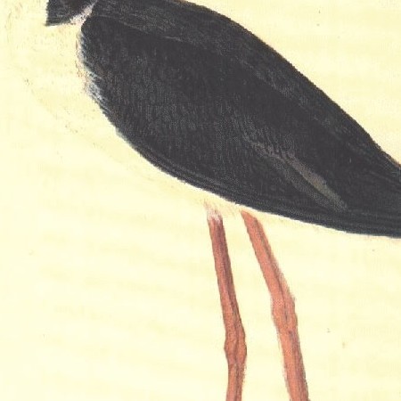 Cigüeñuela. Caradriforme(Himantopus himantopus)