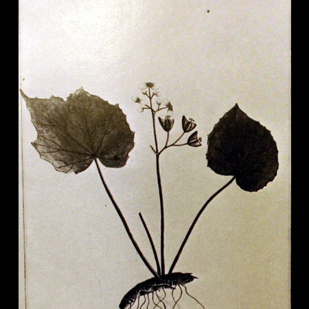 Begoniaceae (Begonia)