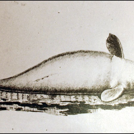 Sirenide (Dugong dugong)